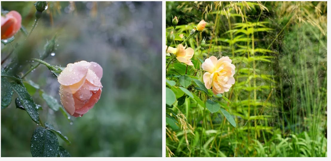 an apricot coloured rose in. a garden