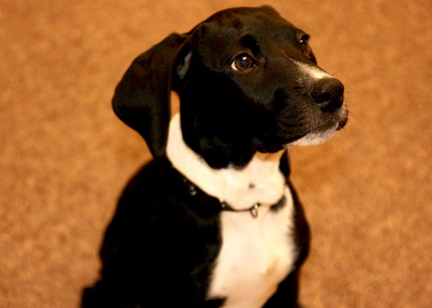 A black and white puppy