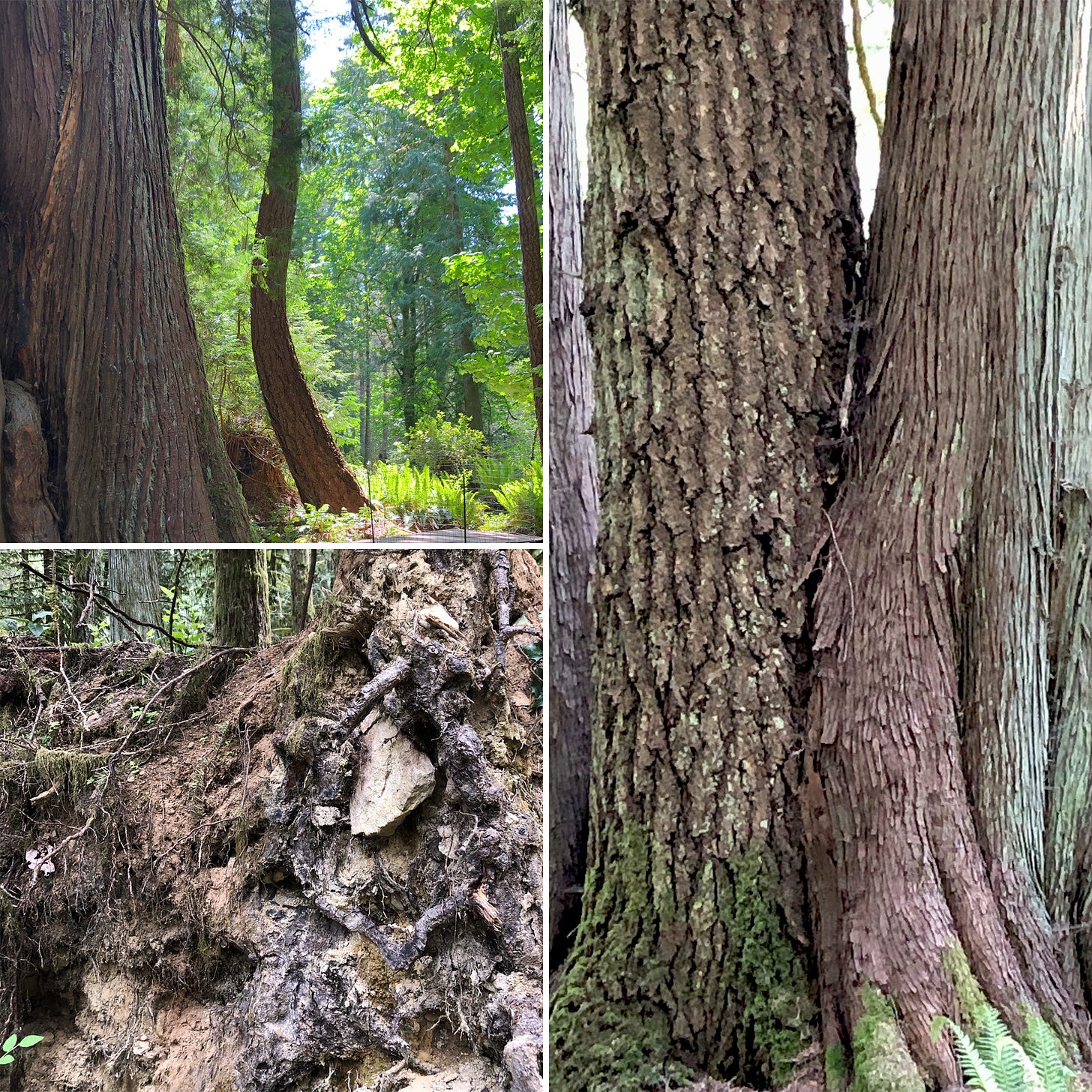 Montage of a curved tree, two trunks with different bark joined together, and a mess of root and dirt with large pale rock visible.