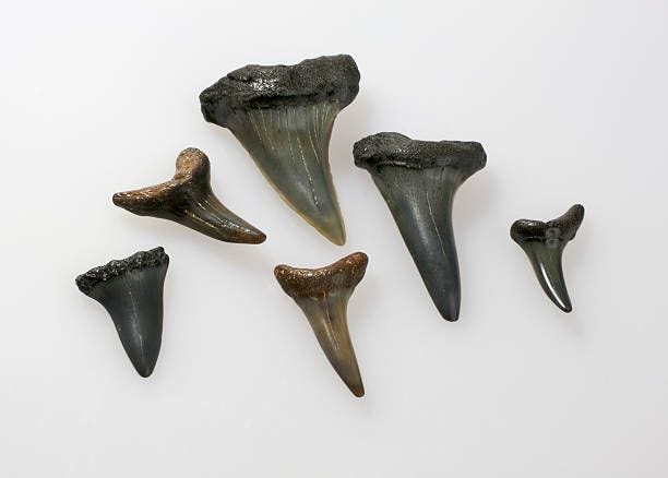fossil shark teeth  shark teeth stock pictures, royalty-free photos & images