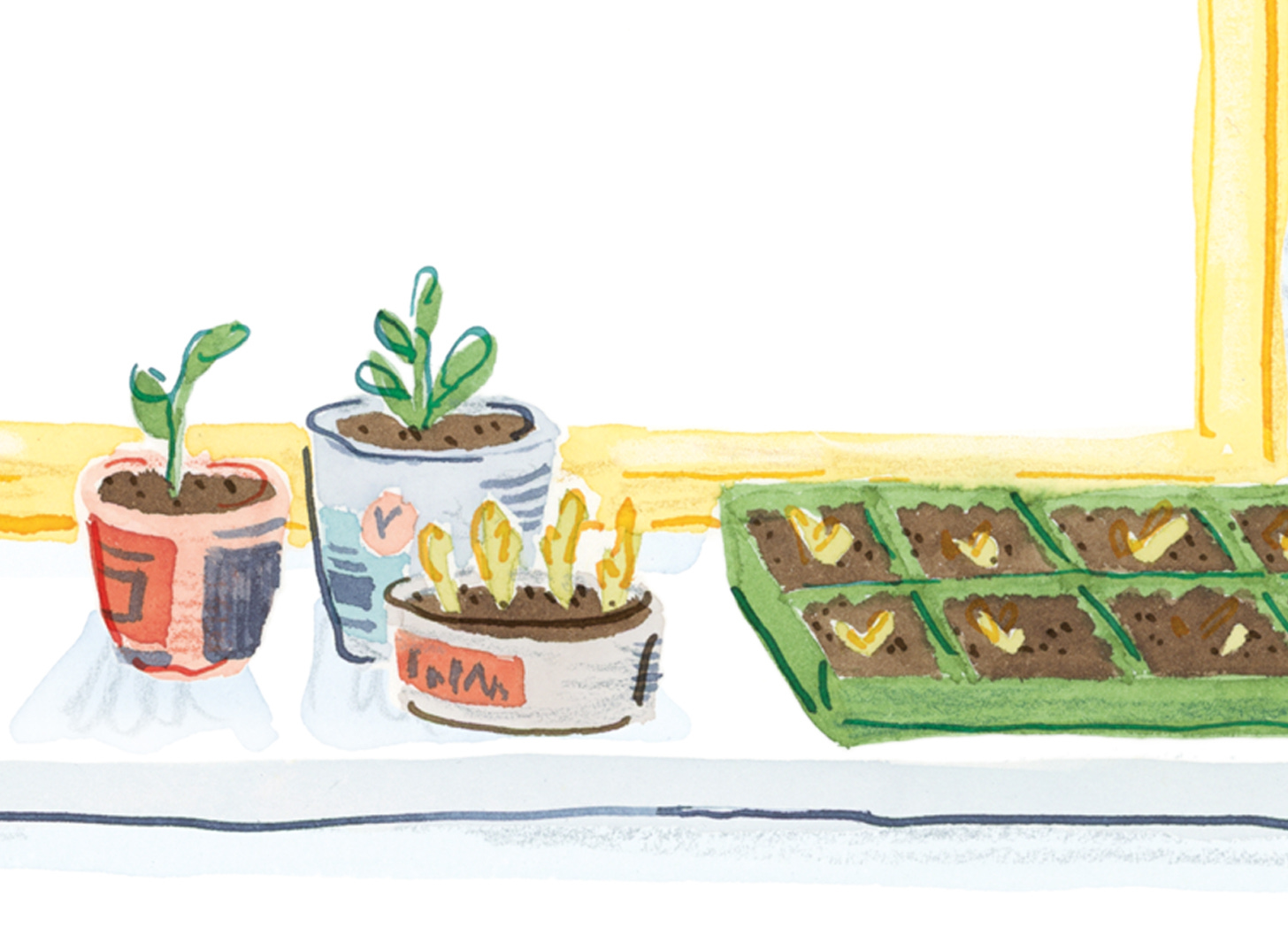 detail of illustration - seedlings on a sunny windowsill. They are growing out of three reused food tubs and one green seedling tray. Illustration by Nanette Regan