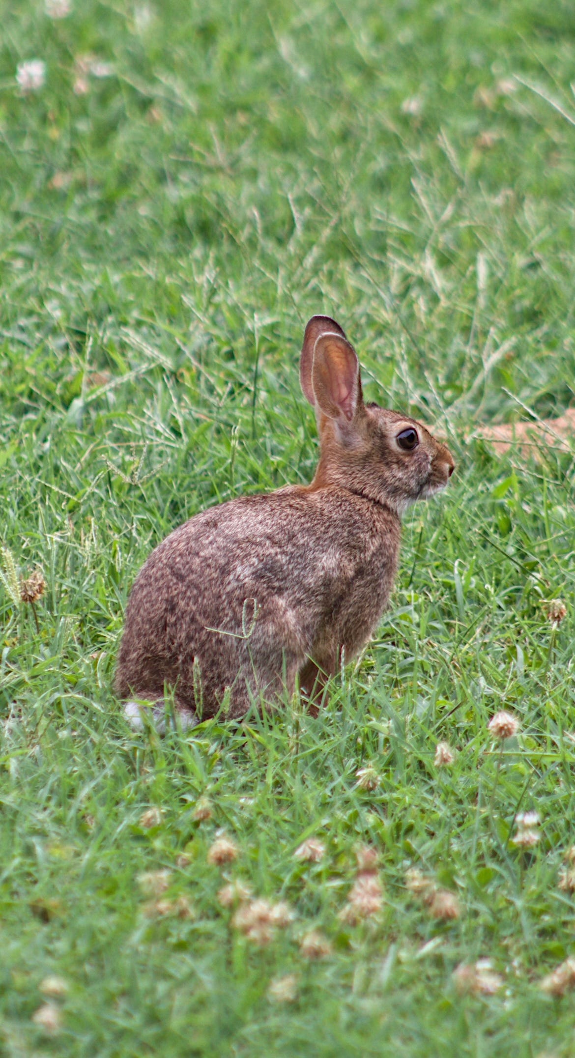 2024-08-02-Backyard-Rabbit.jpg