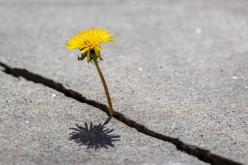 A Yellow Dandelion Flower Growing from a Crack in Concrete or Cement. the  Concept of Growth, Overcoming Difficulties, Strength, Stock Photo - Image  of concrete, fractured: 196215564