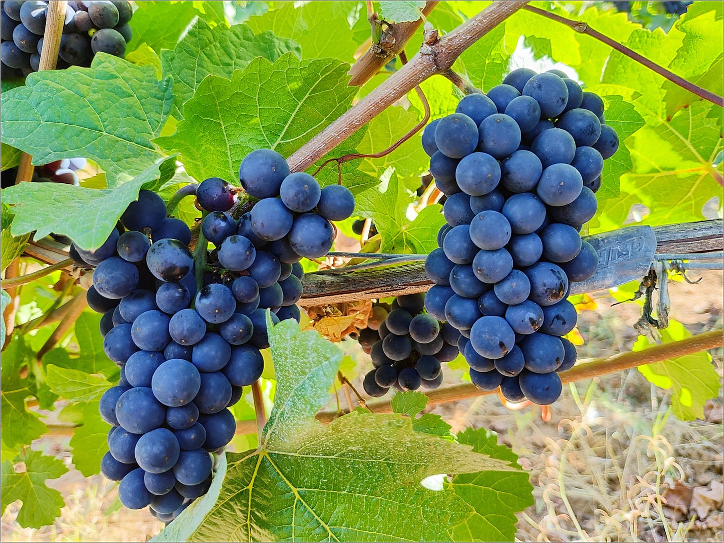 Pinot Noir protected by the leaves and awaiting The Great Cluster Pluck!