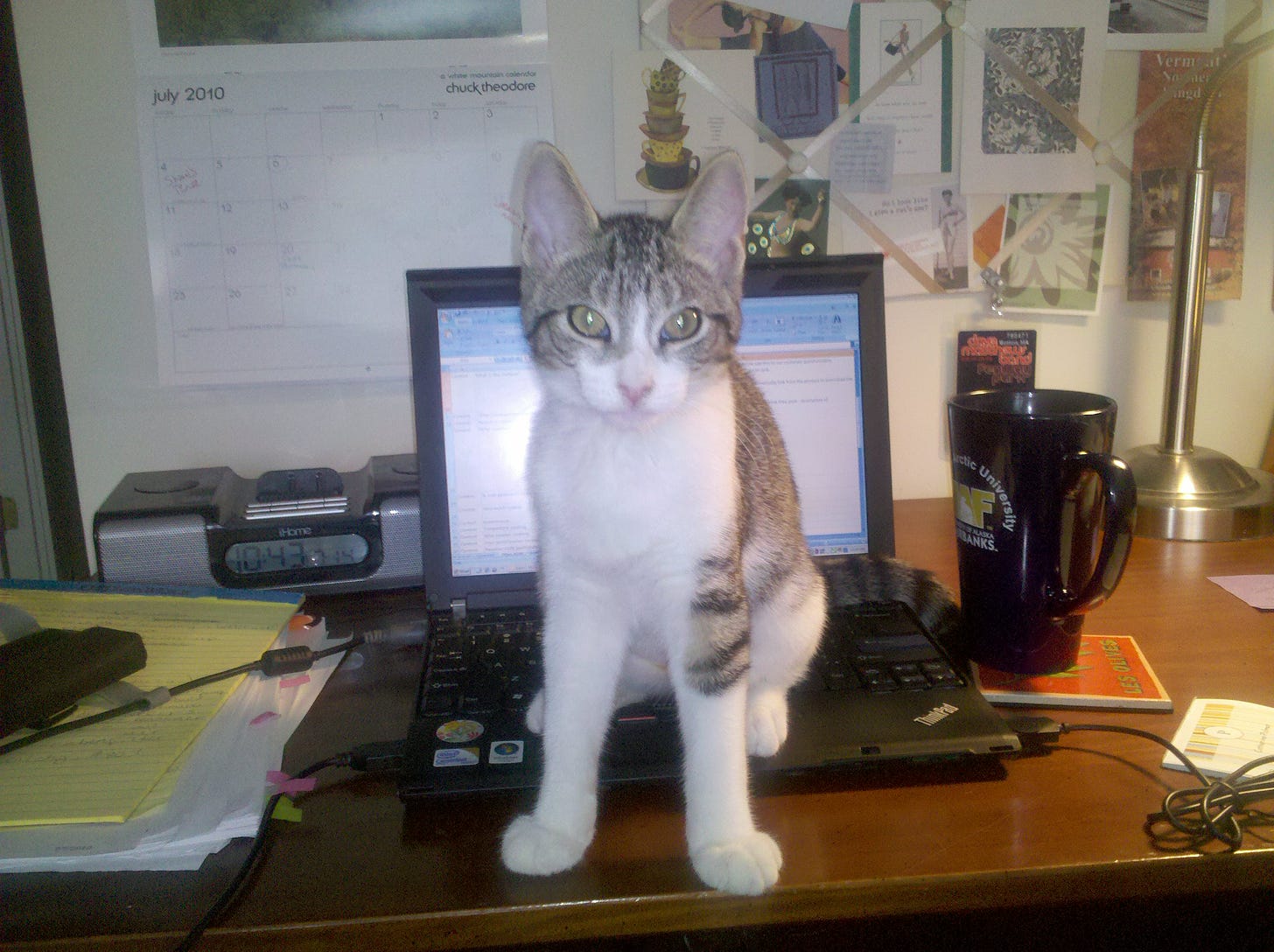 Small cat sitting on a laptop keyboard in front of a 2010 calendar
