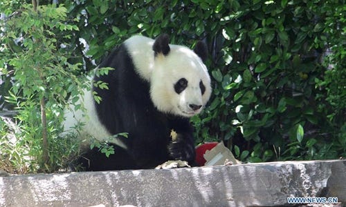 A giant panda is seen at Adelaide Zoo, Adelaide, Australia, Nov. 24, 2019. Good news for the Australians -- the two giant pandas from China will stay in South Australia for another five years. According to the Adelaide Zoo, it has signed the agreement with the China Wildlife Conservation Association to extend the loan of the two giant pandas, Wang Wang and Fu Ni, for five more years. (Photo by Lyu Wei/Xinhua)