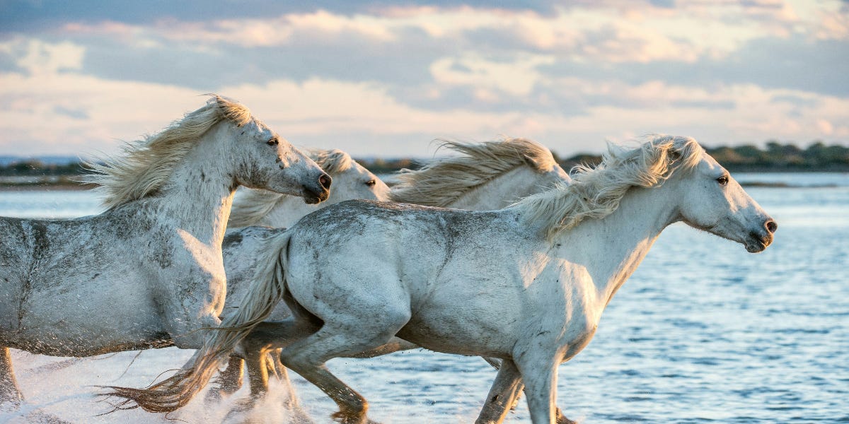 How the Horse Shaped Human History