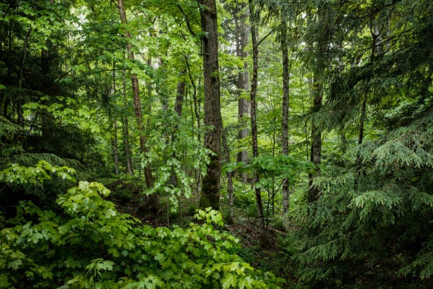 36,400+ Ontario Forest Stock Photos, Pictures & Royalty-Free ...