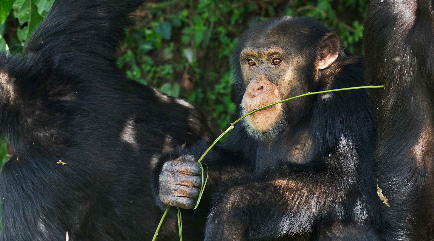 Chimpanzee holding a stick wrapped around its hand and placing lips on the stick
