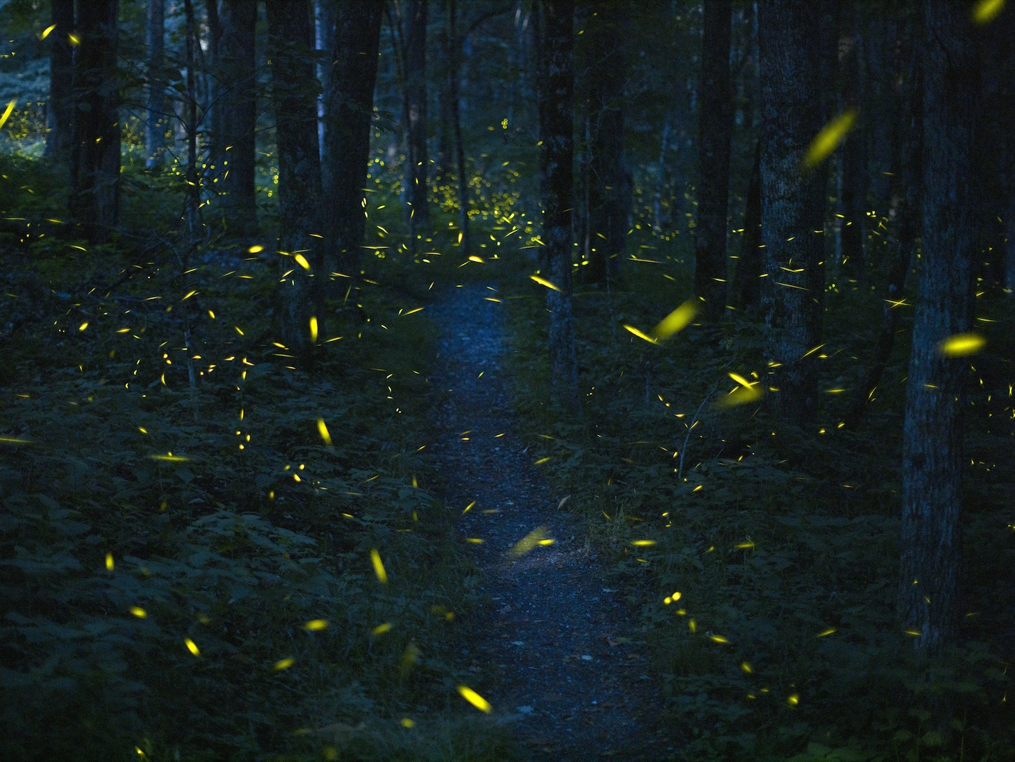 In the Great Smoky Mountains, fireflies have become a source of tourism —  and solace - The Washington Post