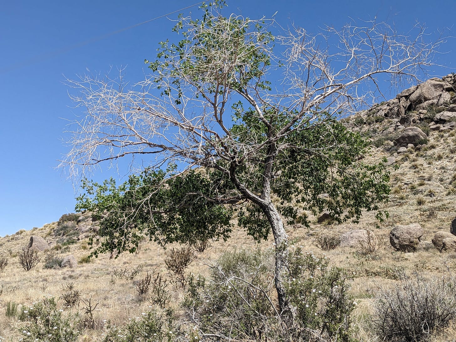 A tree growing on the Sandia foothills.