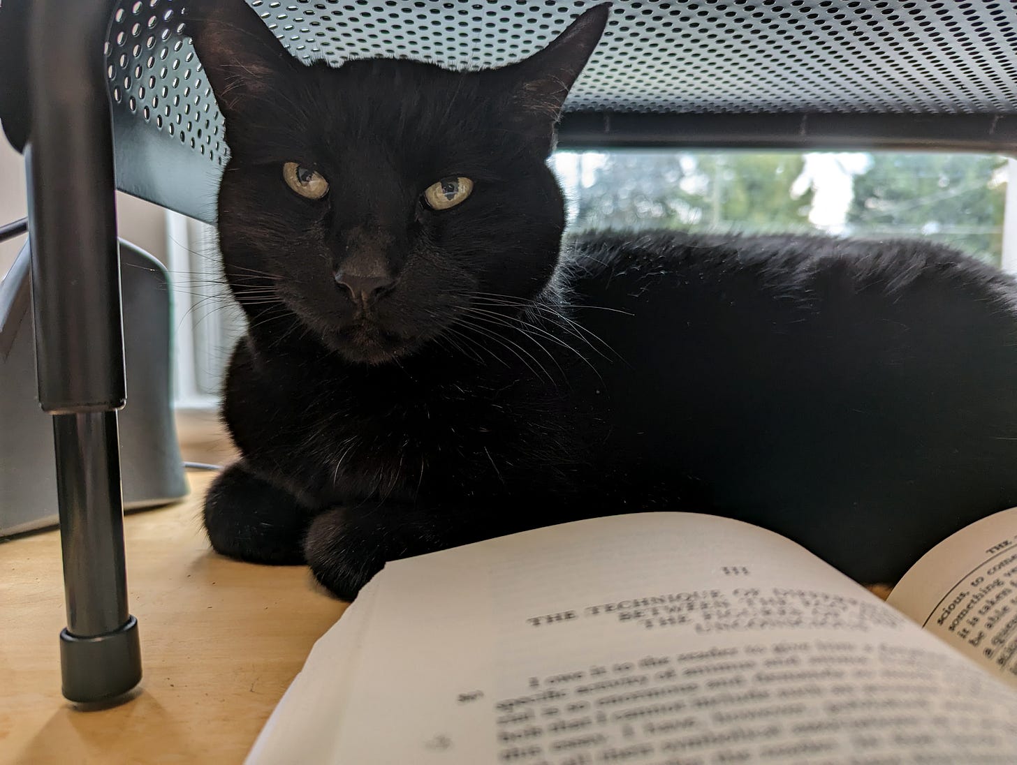 A black cat lies on a light wood desk under a perforated monitor riser, head raised, paws tucked under. He looks out to the left of the frame.In the foreground is an unreadable book, open.