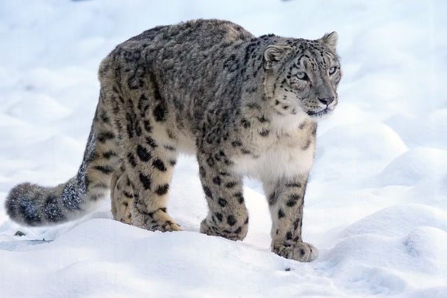 Snow Leopard walking on a snowy surface.