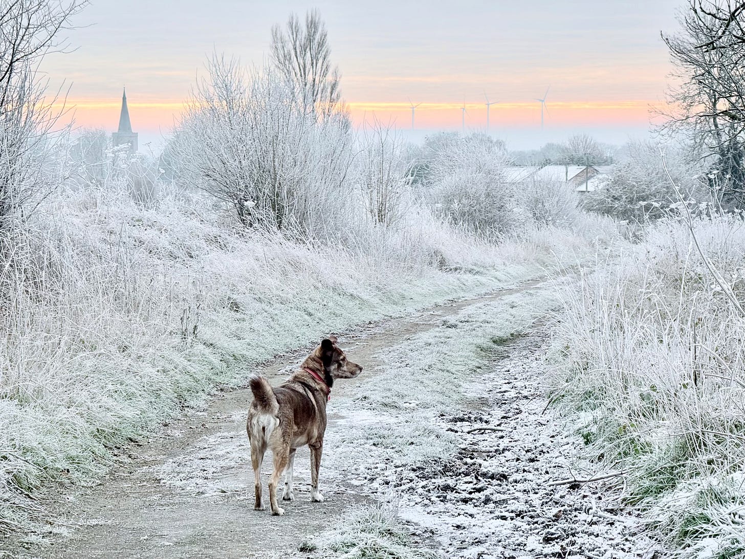 My dog stands in a frosty country lane looking over at something she heard in the grass.