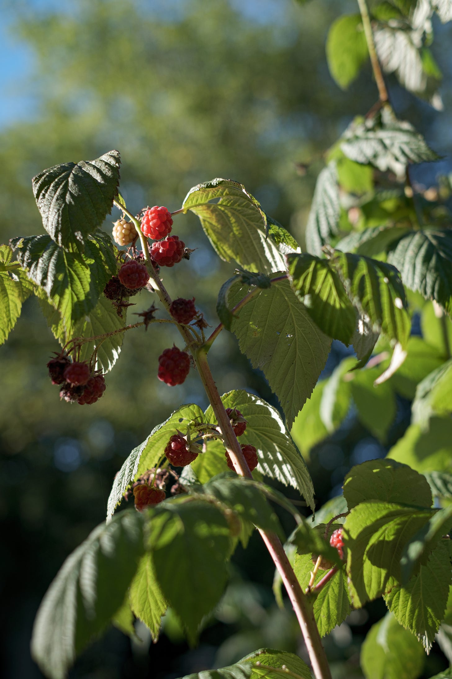 Autumn fruiting raspberries in September sunshine