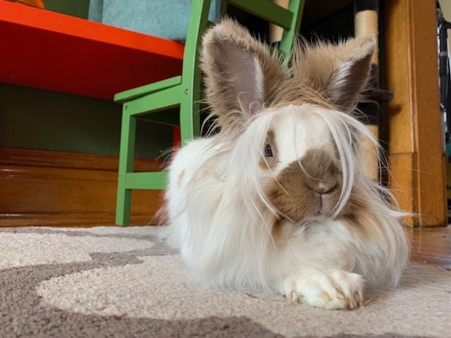Image of a white lionhead rabbit with brown ears, a brown muzzle, and brown eye fur.