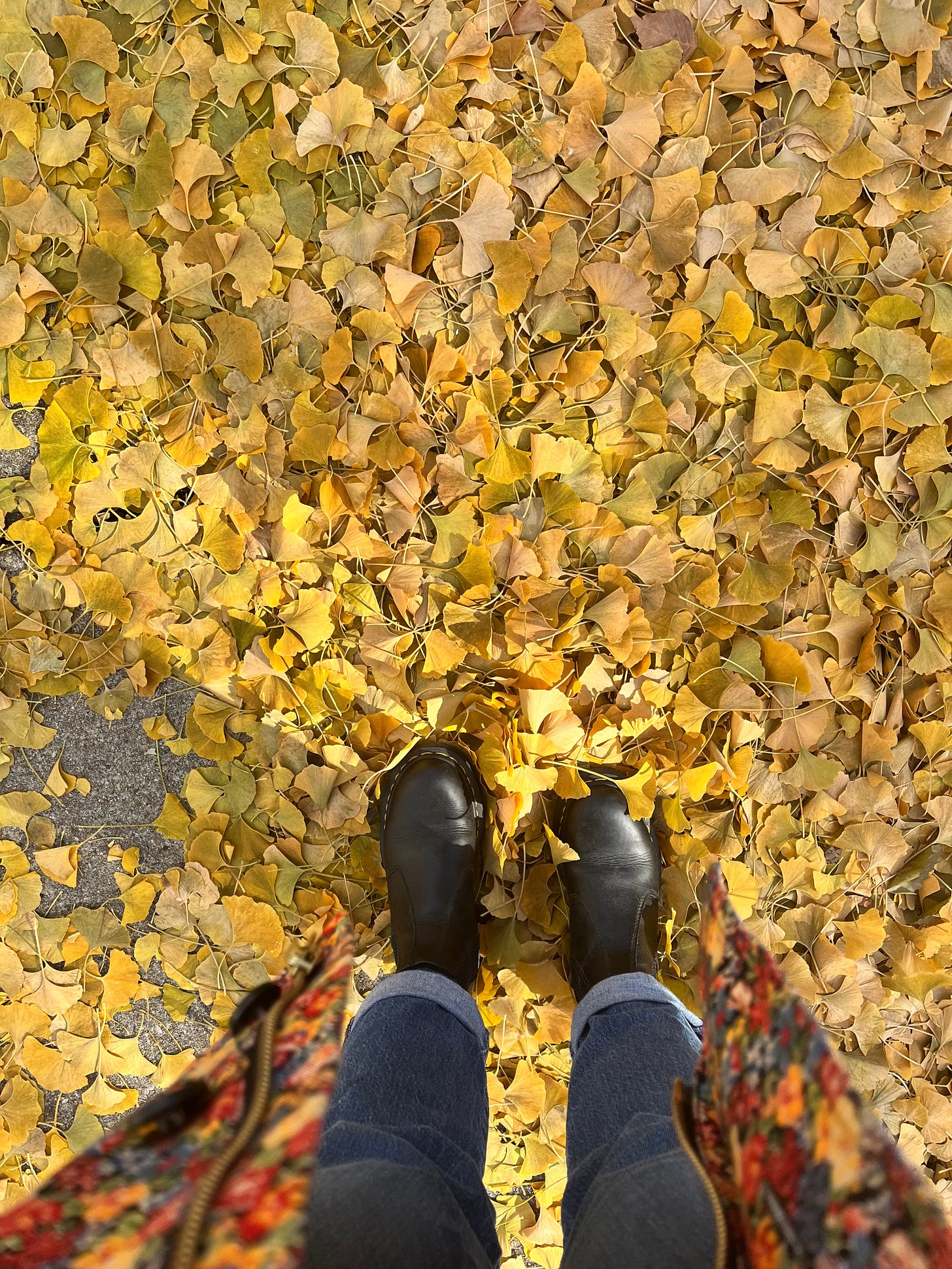 Looking down at my Docs in a pile of yellow gingko leaves
