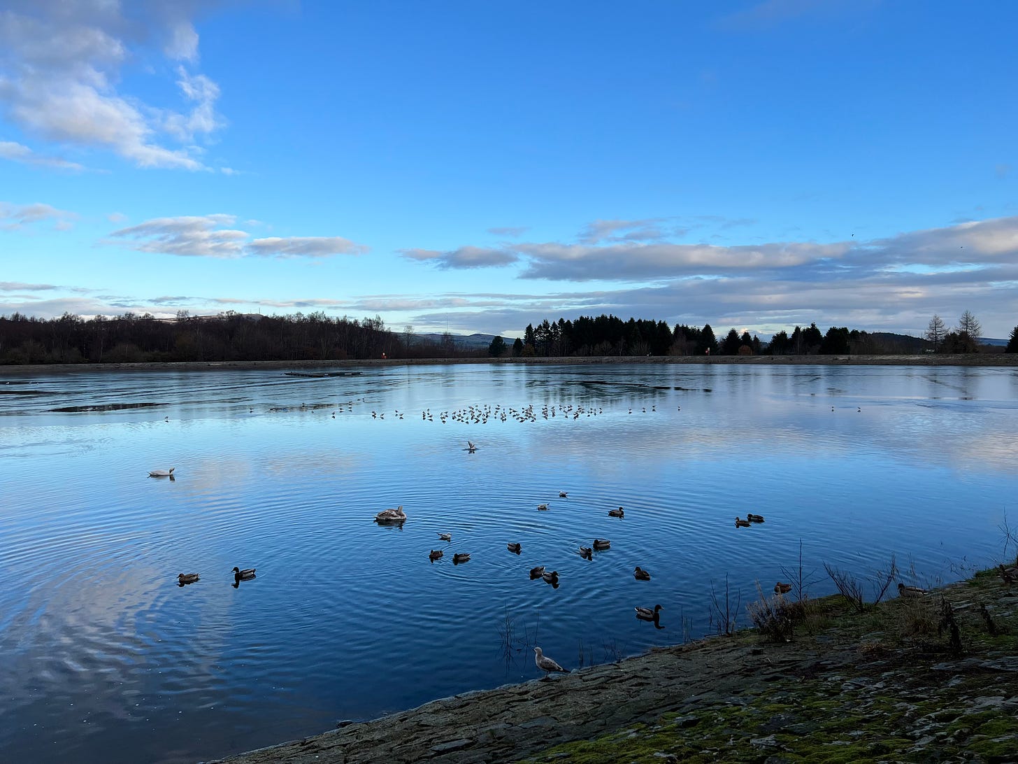 Blue sky over a calm, blue reservoir with swans and other waterbirds floating on the surface