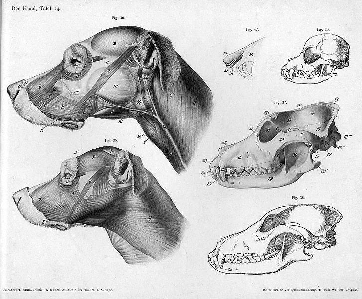 File:Dog anatomy head.jpg