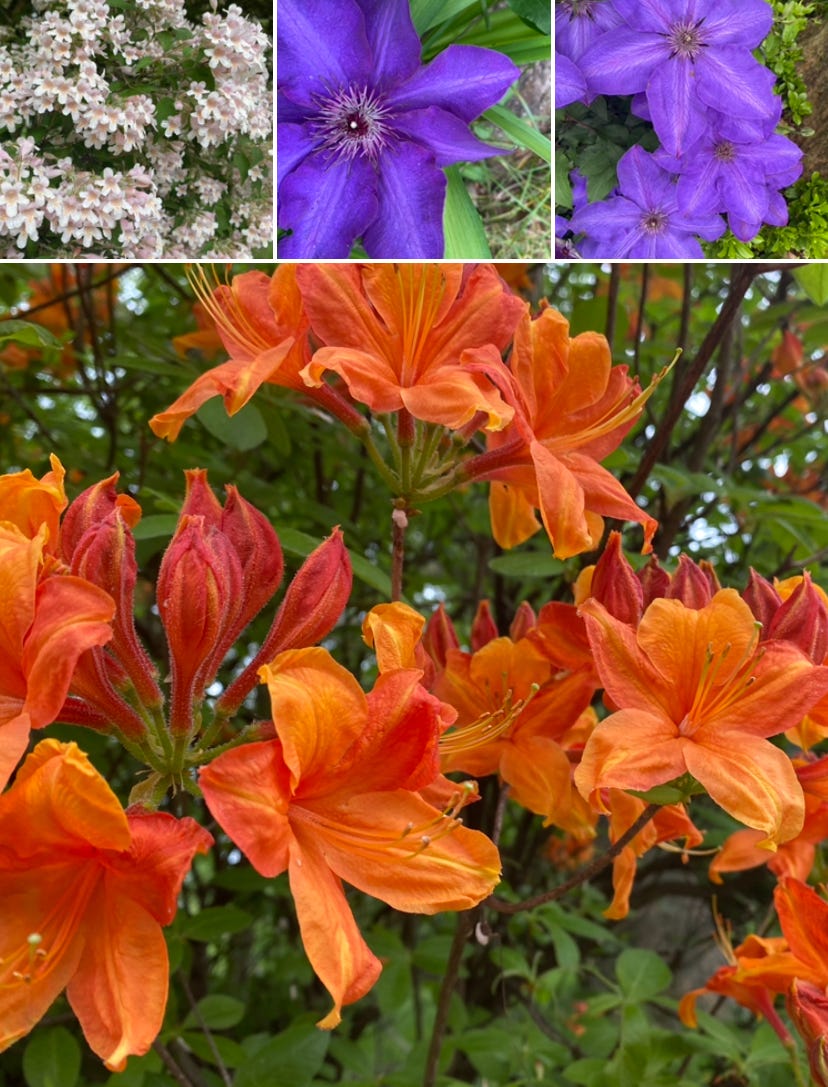 white purple and orange flowers