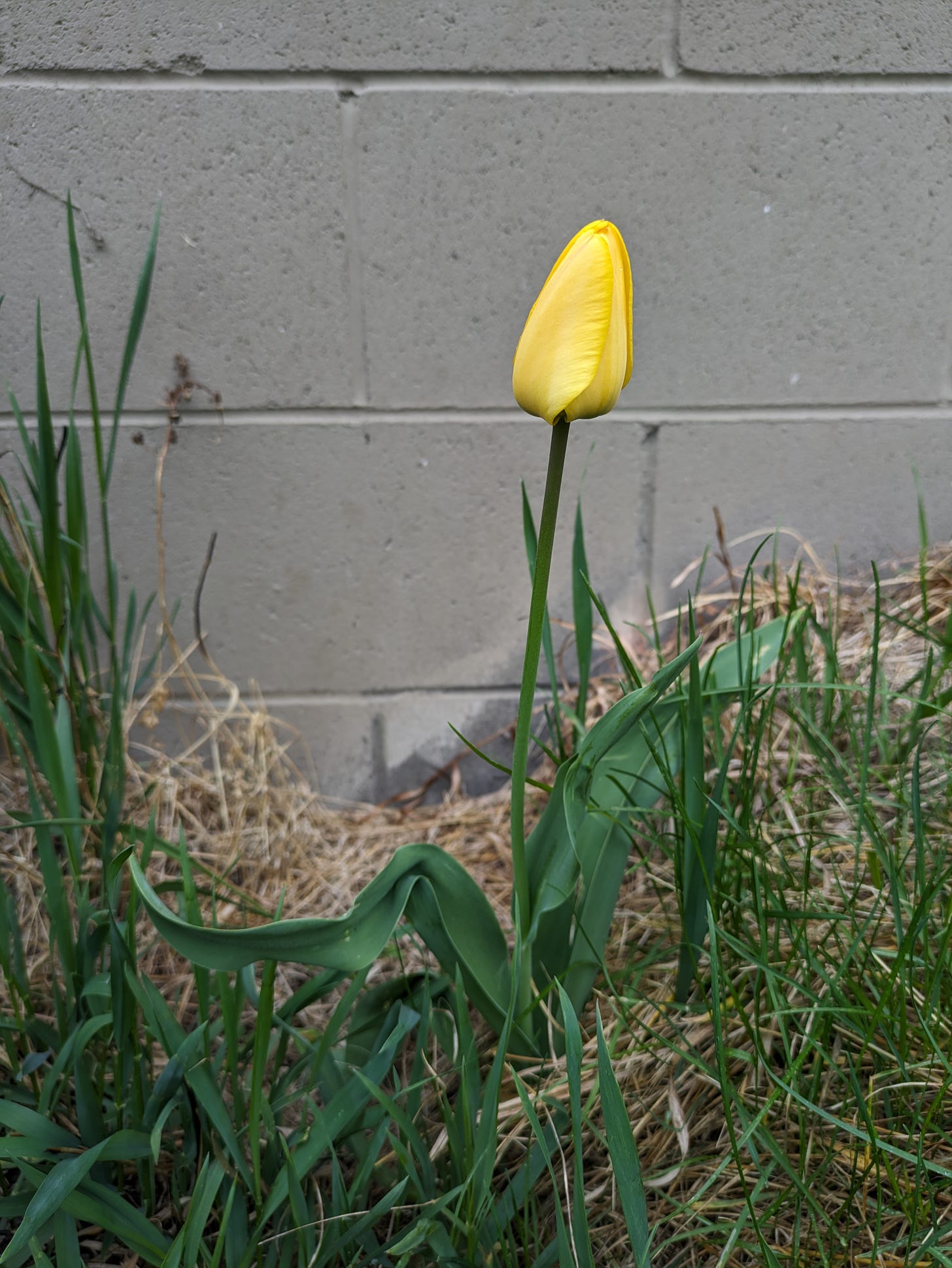 a single yellow tulip against a cinder block wall