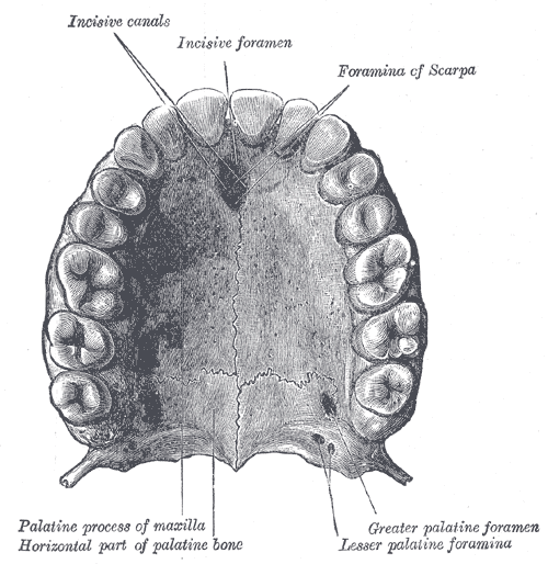 Dental arch - Wikipedia