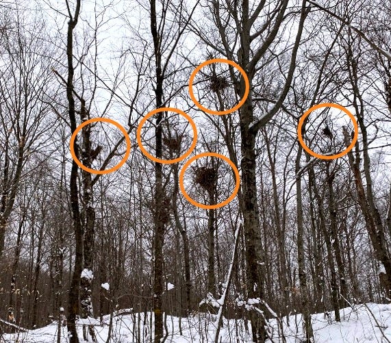 Black bear nests.