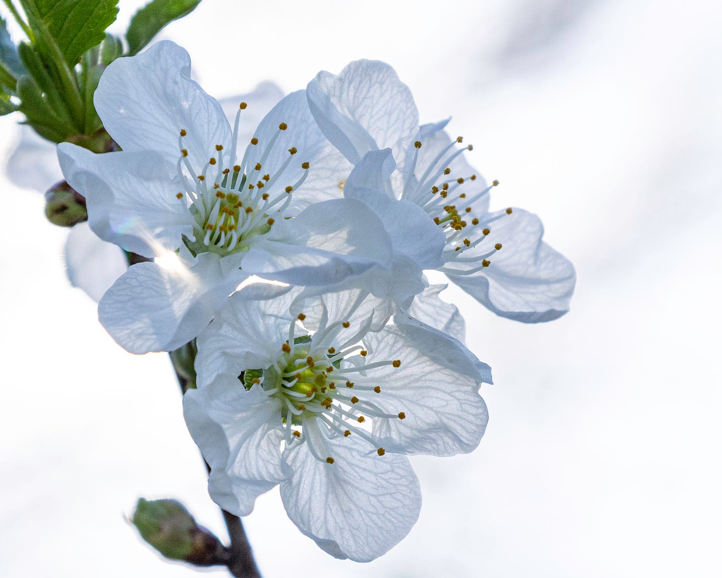 In this image, white apple blossoms are in the foreground. The petals are extremely delicate.