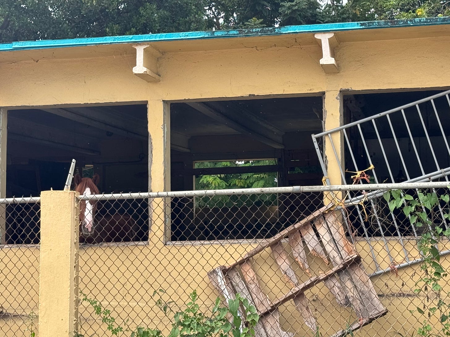a brown horse with white on its muzzle looks out from a yellow stable that is in disrepair