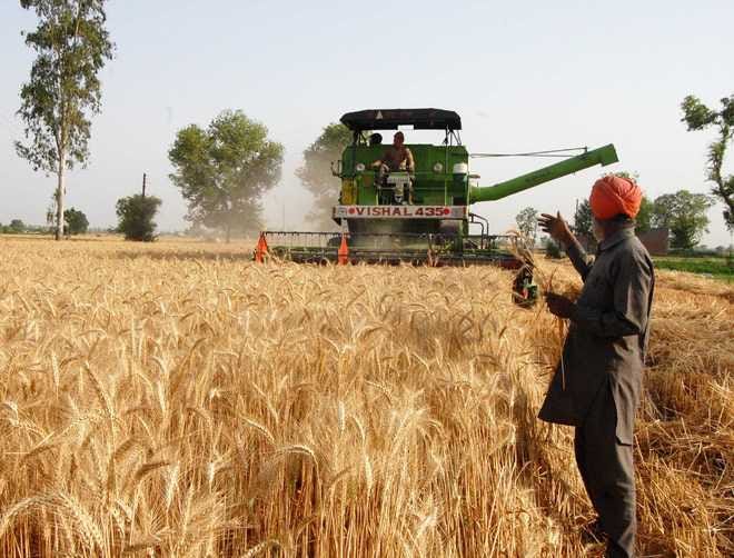 Ban on harvesting of wheat at night : The Tribune India