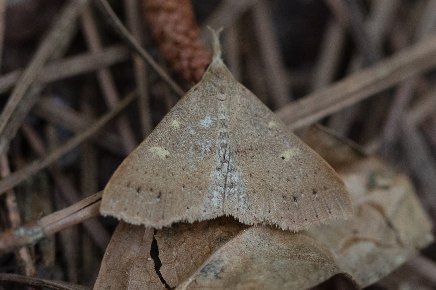 A pale brown triangular moth with dark and light brown spots resting on brown leaves and pine needles