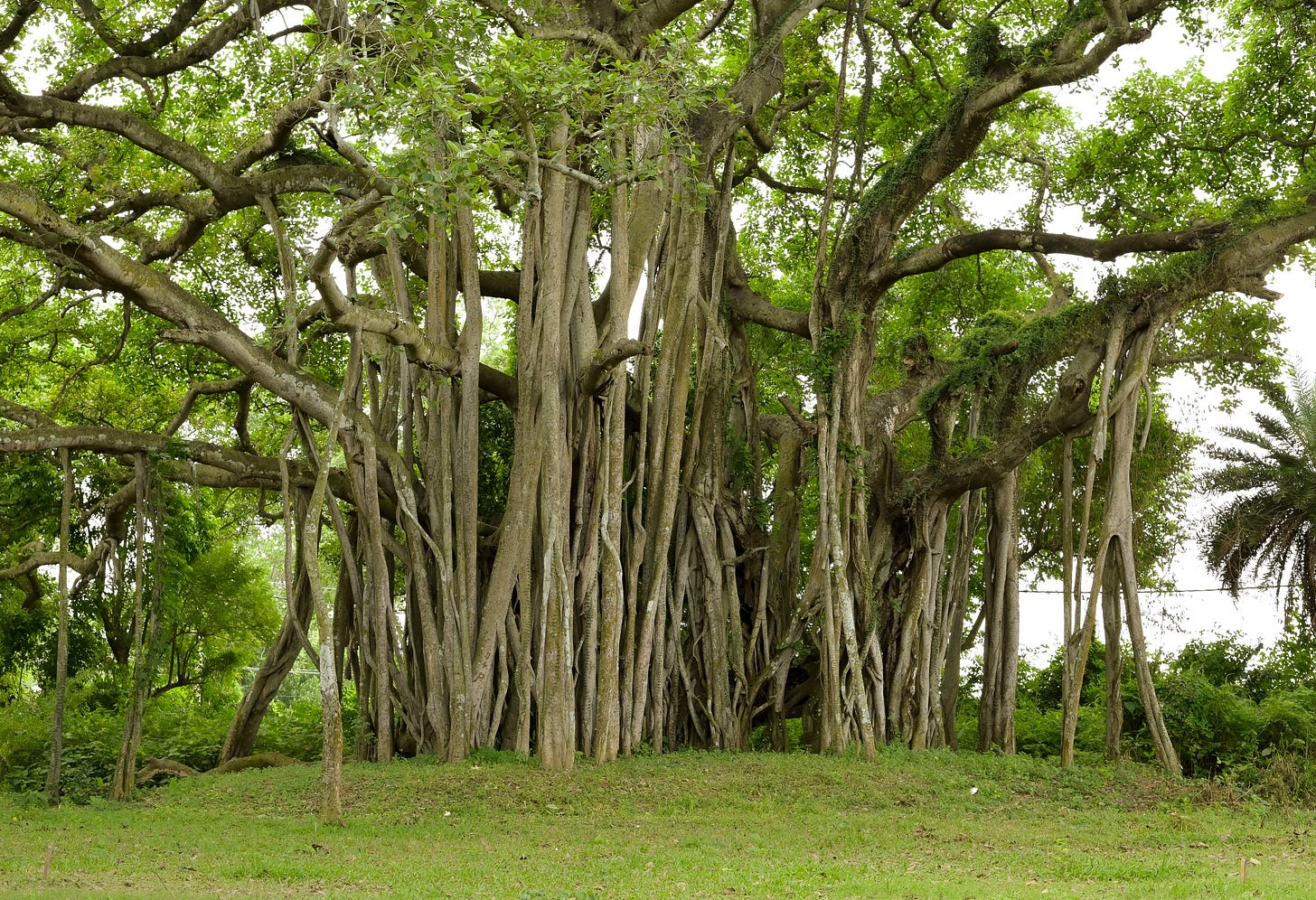 A banyan tree with tens of roots