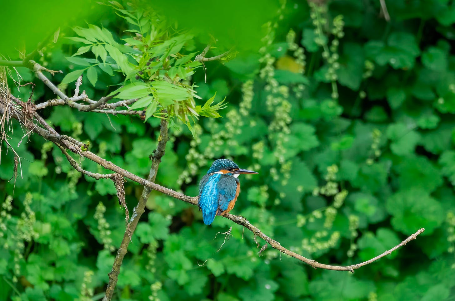 Photo of a female kingfisher perched on a branch