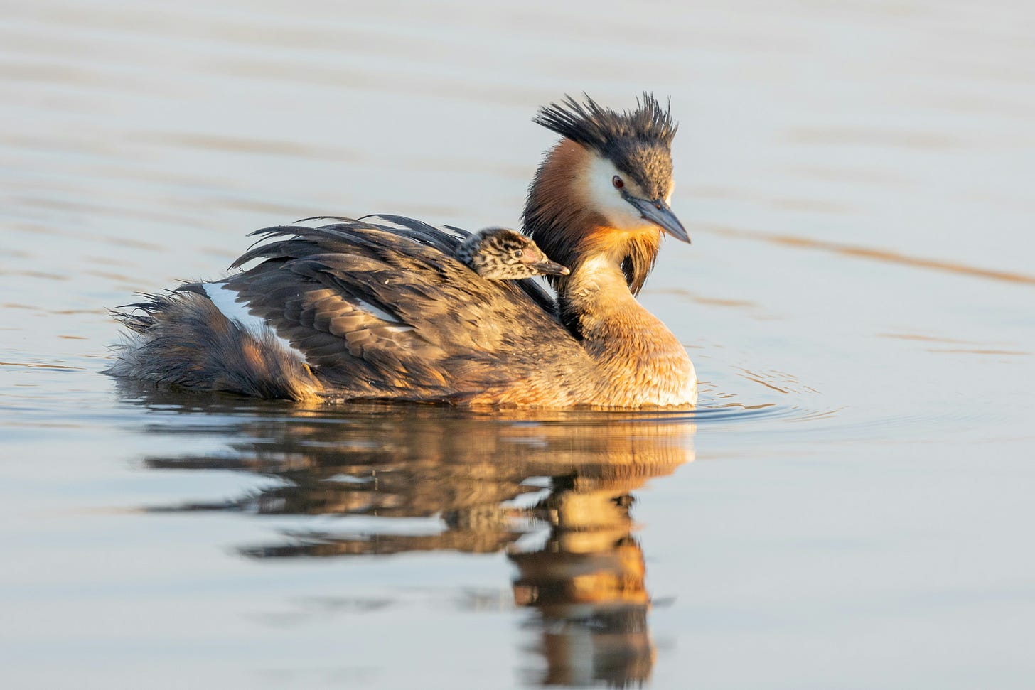 A Great Crested Grebe hen, with black head feathers sort of resembling a mohawk and  with a baby floating on her back 