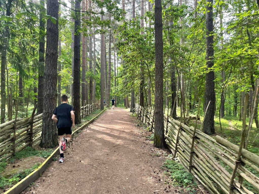 A tree-lined path with wooden fences on either side. The ground is covered in pine needles.