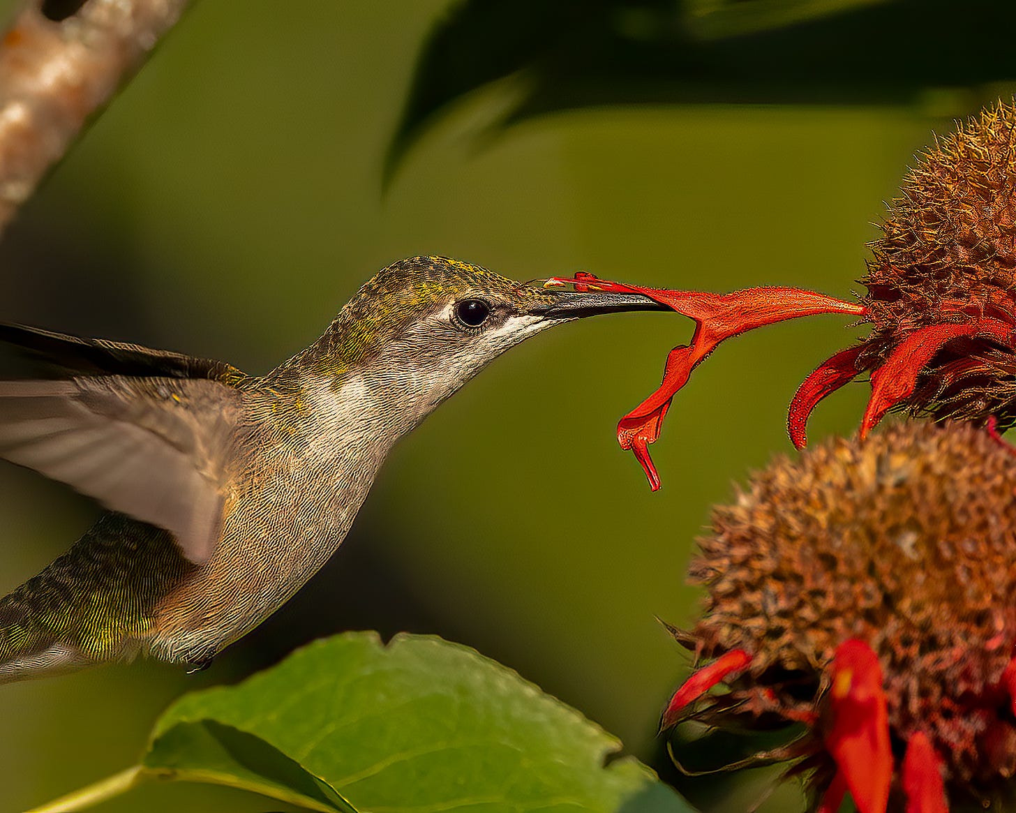 In this photo, a Ruby-throated Hummingbird feeds on Scarlet Bee Balm. You can see the stigma poised above the base of the bill ready to pick up some of the golden pollen grains on the bird’s forehead.