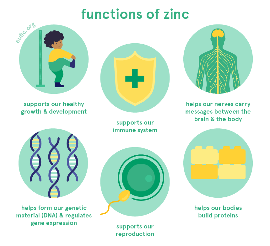 Functions of zinc in the human body: immune support, growth and development, neural function, DNA, protein synthesis, reproduction