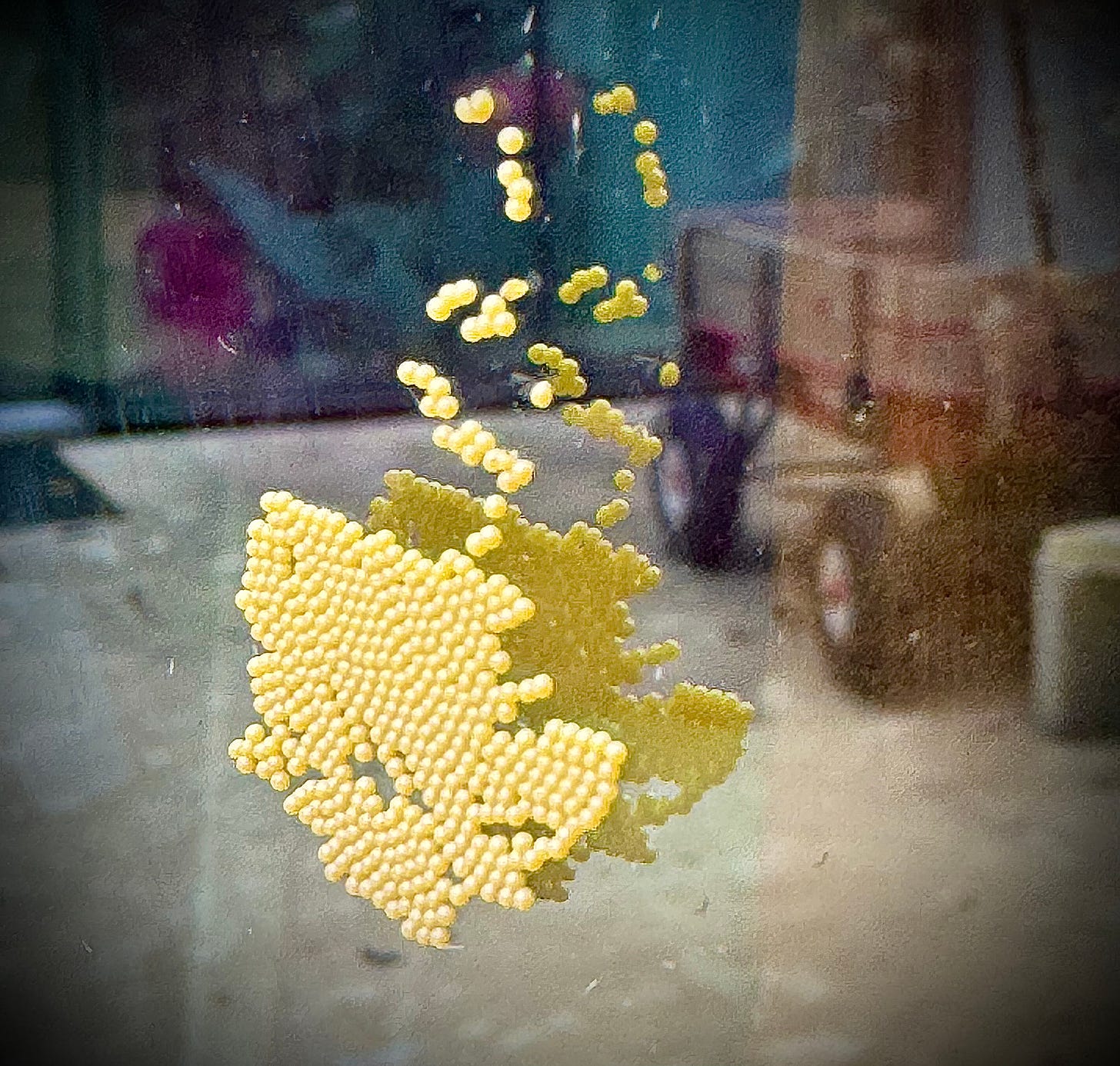 Yellow insect eggs on window glass