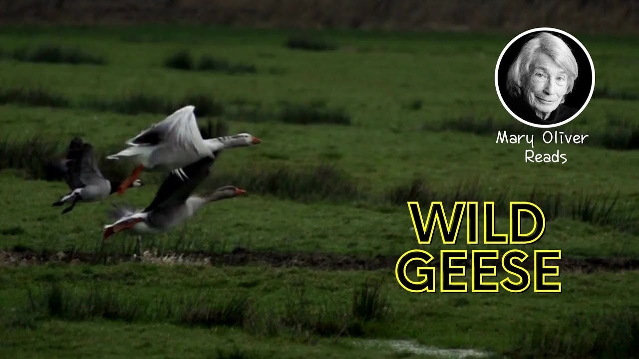 Wild Geese