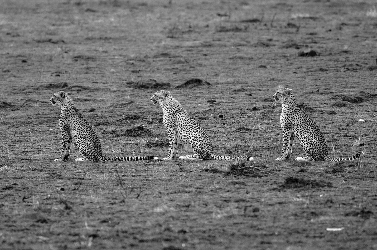 A group of cheetahs sitting in a field

Description automatically generated