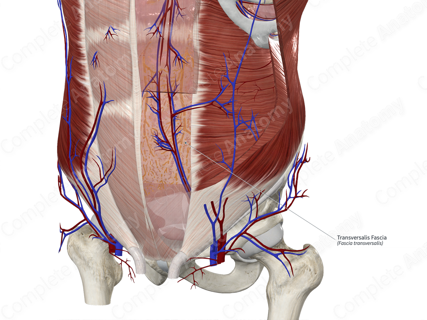 Transversalis Fascia | Complete Anatomy