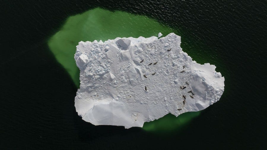 An aerial view of more than a dozen seals lying on an iceberg