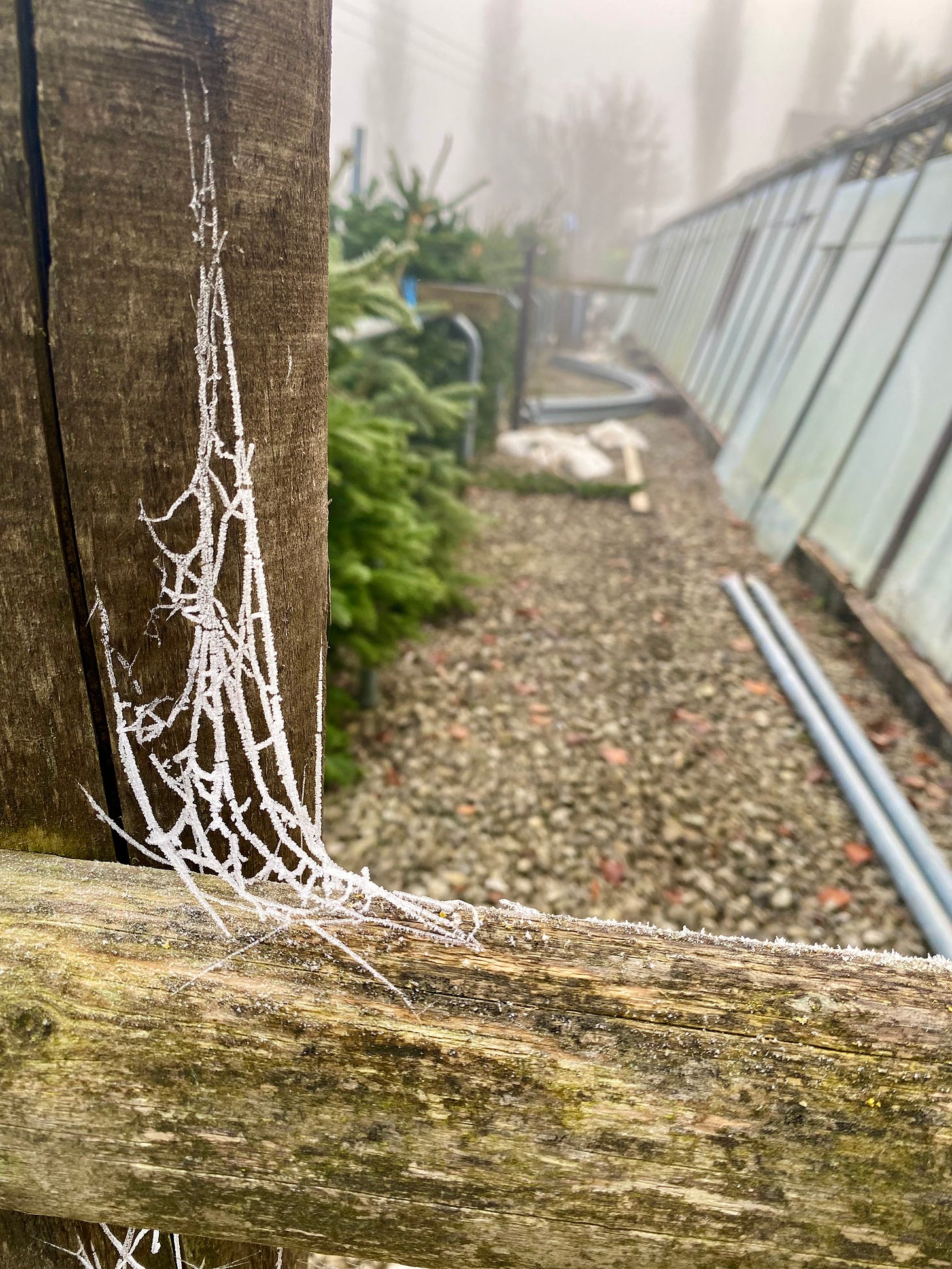 A close-up photo of an icy spider web with Christmas trees in the background