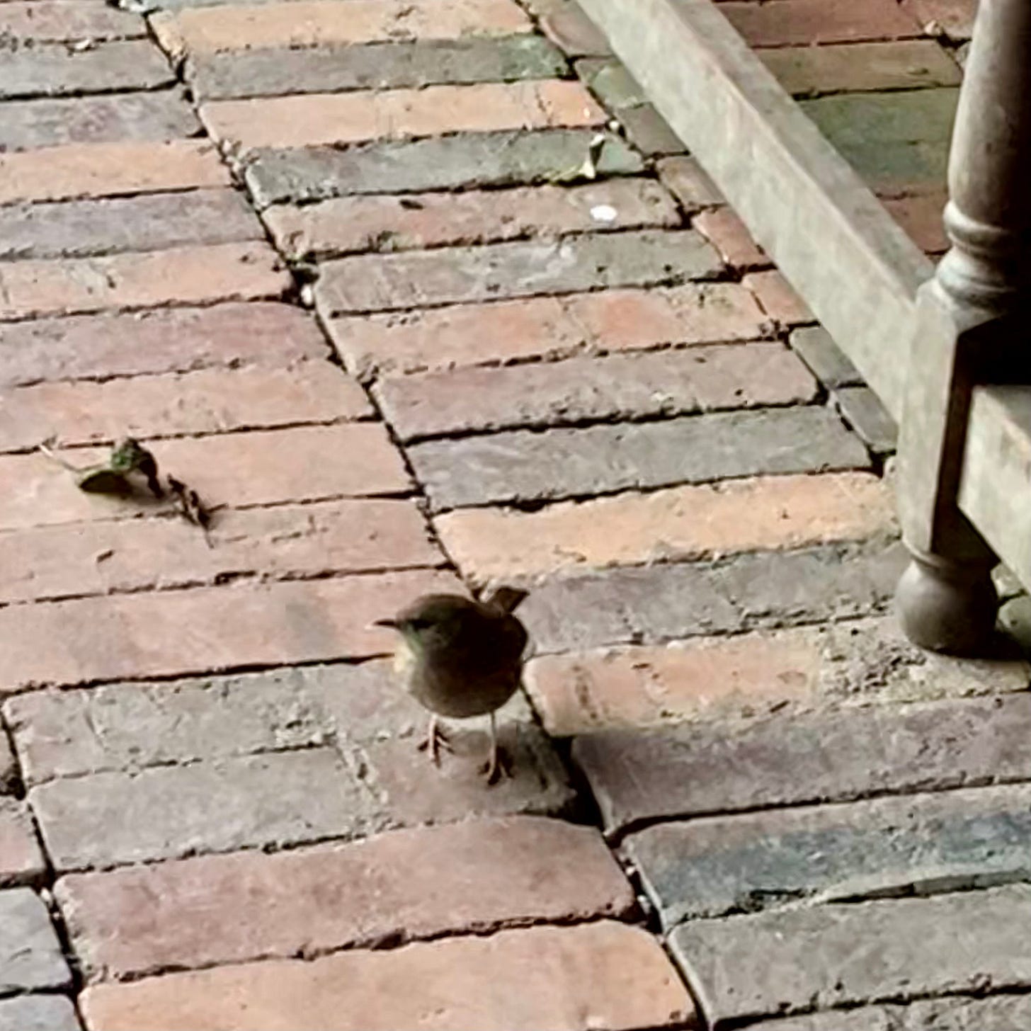 A bird waiting on a brick floor for some crumbs.