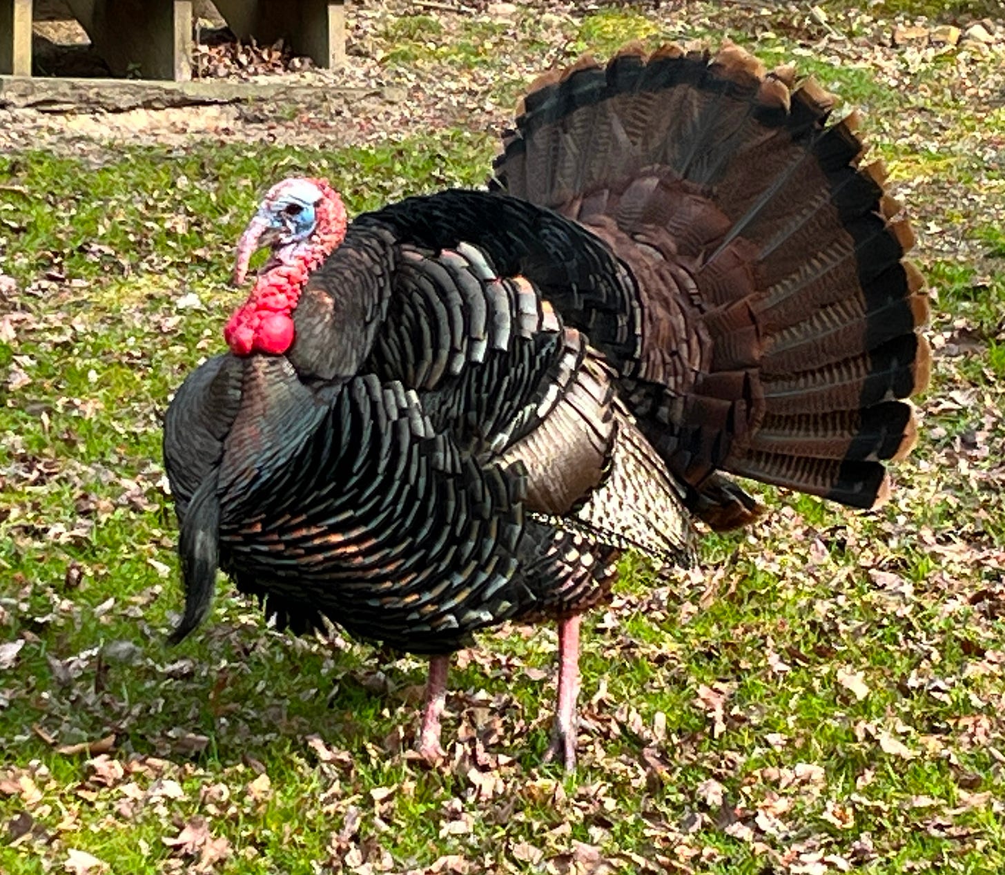 Tom turkey in full display Tom turkey in full display