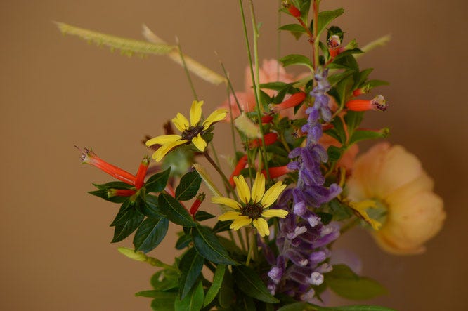 Berlandiera with Salvia and other flowers for In a Vase on Monday