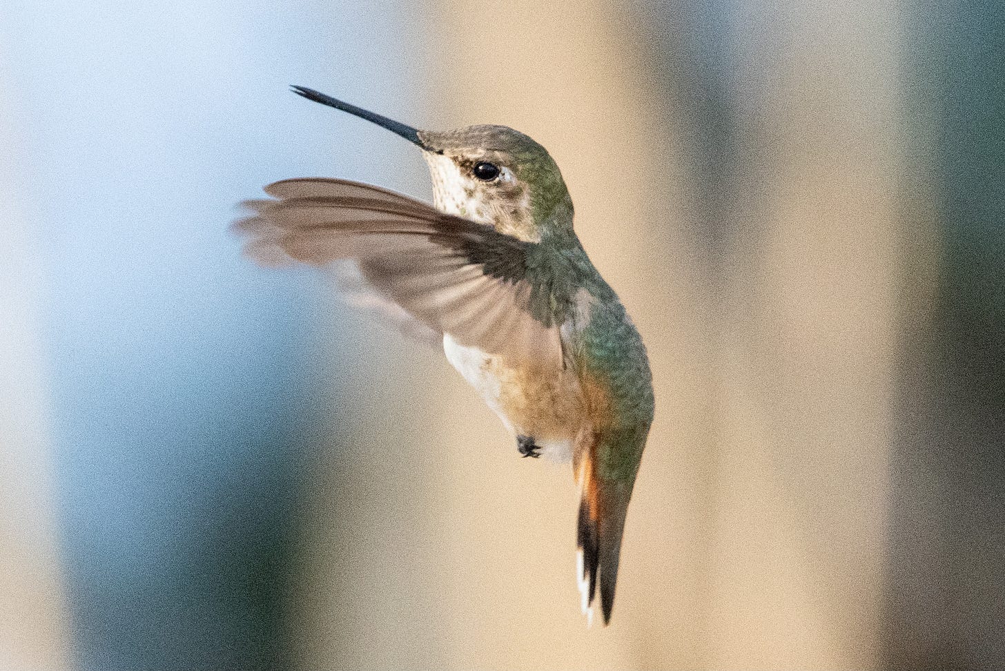 A hummingbird in flight, holding itself almost vertical in the air, its wings folded in front of it