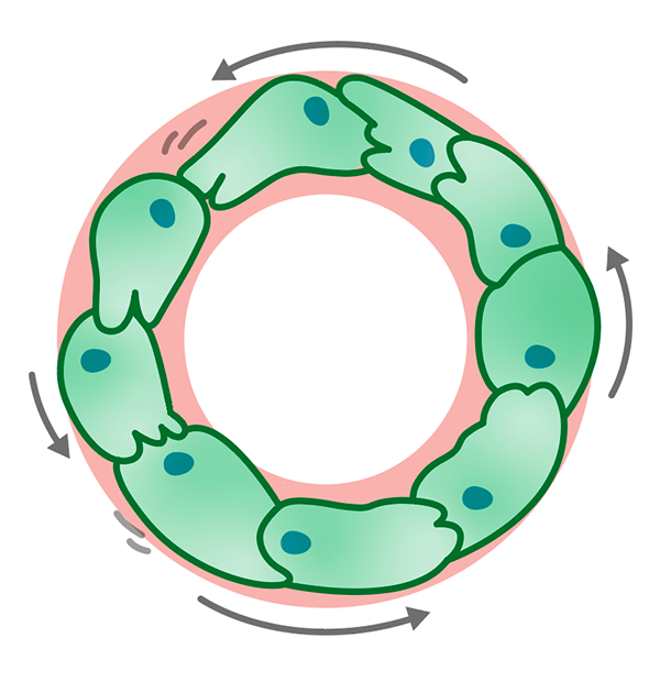 Disegno di cellule che si muovono in cerchio