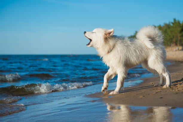 White dog Samoyed walks on the shore of the Baltic Sea White dog Samoyed puppy walks near the water on the shore of the Baltic Sea barking dog stock pictures, royalty-free photos & images