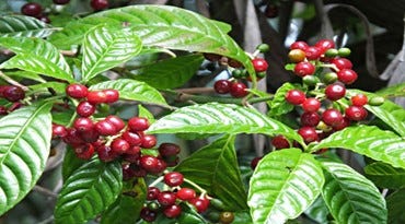 coffee plant